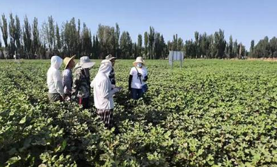 ?農(nóng)業(yè)科技,帶你走進(jìn)科技驅(qū)動(dòng)的農(nóng)業(yè)新時(shí)代 ?農(nóng)業(yè)科技,帶你走進(jìn)科技驅(qū)動(dòng)的農(nóng)業(yè)新時(shí)代